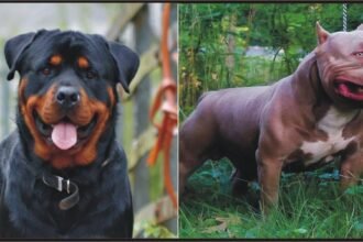 Banned Dangerous Dogs in India