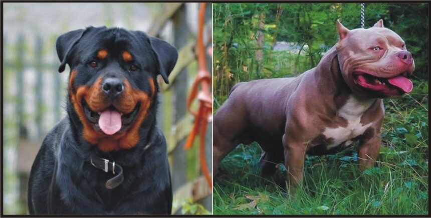 Banned Dangerous Dogs in India