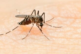 Chandipura Virus