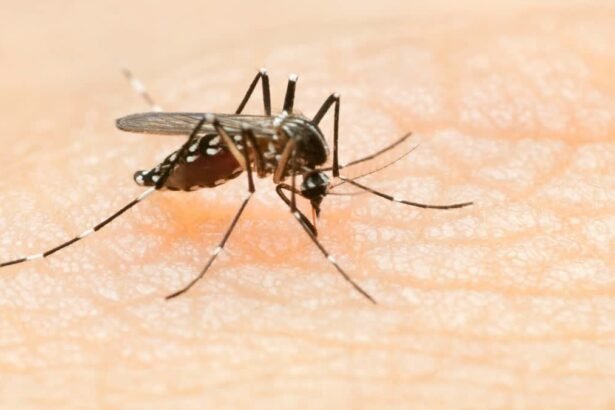 Chandipura Virus